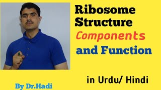 L13 Ribosome Structure components and function lecture 13 in Urdu Hindi by Dr Hadi [upl. by Neerol639]