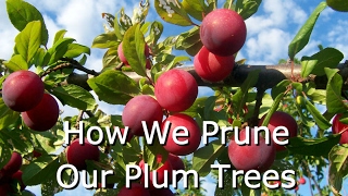 How to Prune Fruit Trees Plums [upl. by Drain]