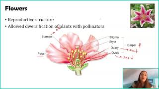 Seed Plants Angiosperms [upl. by Nosnhoj]