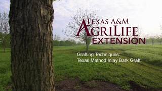 How to graft trees with the Texas Method Inlay Bark Graft [upl. by Case678]