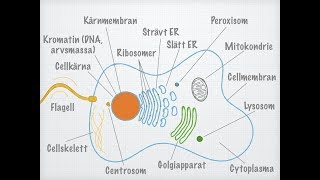 Den eukaryota cellens uppbyggnad [upl. by Paradies]