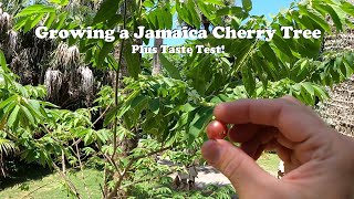 Growing a Jamaica Cherry  Strawberry Tree [upl. by Joane]