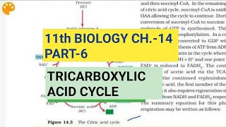 Class 11 BiologyCh14 Part6Tricarboxylic Acid CycleStudy with Farru [upl. by Aihsad153]