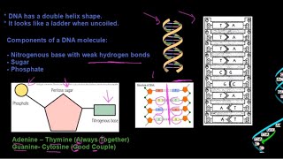 Grade 12 Life Sciences DNA The Code of Life Part 1 [upl. by Eerac]