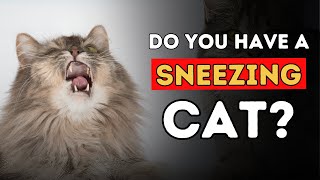 Sneezing Cat 5 Effective Home Remedies [upl. by Anirhtak]