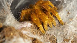 Pterinochilus murinus feeding [upl. by Carolin380]