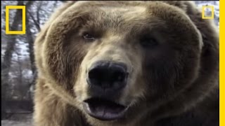 How to Survive a Grizzly Attack  National Geographic [upl. by Tarttan]