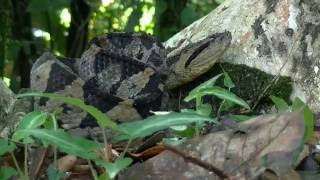 The Jumping Pit Viper Atropoides Mexicanus [upl. by Megargee142]