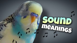 Parakeet Sounds and Their Meanings 🐦🔊 [upl. by Bernardine]