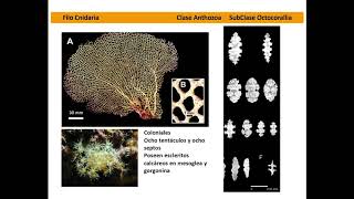 Organismos Cnidarios características generales [upl. by Nolrev]