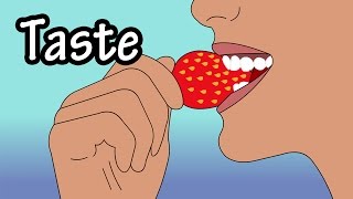 How Does Taste Work  How Do Taste Buds Work  Structure Of The Tongue  Structure Of Taste Buds [upl. by Derayne]