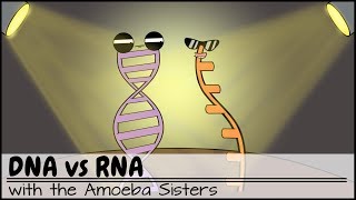 DNA vs RNA Updated [upl. by Noyart]