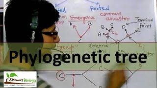 Phylogenetic tree [upl. by Atnad908]