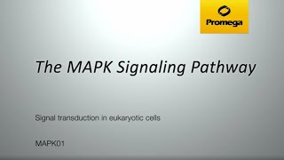 The MAPK Signaling Pathway [upl. by Dov]