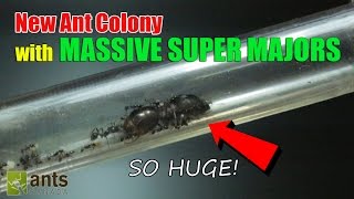 New Ant Colony Massive Super Majors [upl. by Hauger859]