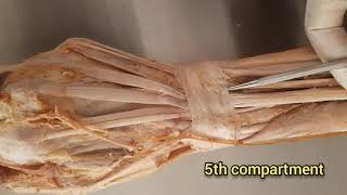 Extensor Retinaculum of the HandWrist [upl. by Goober]