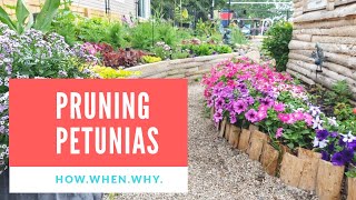 Pruning Petunias How When and Why [upl. by Tedie]