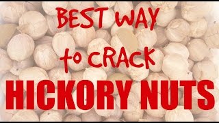 How to Crack Hickory Nuts [upl. by Kono96]