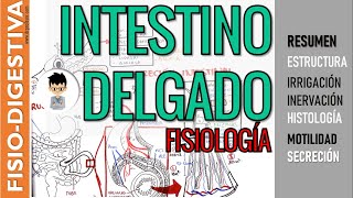 FISIOLOGIA INTESTINAL INTESTINO DELGADO ESTRUCTURA SECRECIÓN Y MOTILIDAD irrigación inervación [upl. by Caitlin]