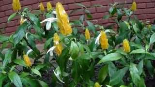 Golden Shrimp plant  Pachystachys Lutea [upl. by Brace]