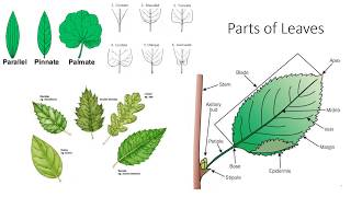 Plant Anatomy and Morphology [upl. by Roosnam]