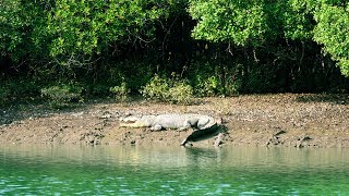 BHITARKANIKA Wildlife Sanctuary [upl. by Wallinga]