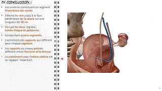 ANATOMIE FMPM URETÈRE [upl. by Nirhtak]