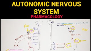 Autonomic Pharmacology  1  Sympathetic amp Parasympathetic Nervous System  EOMS [upl. by Nette85]