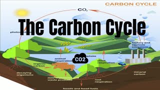 The Carbon Cycle Process [upl. by Rezal]