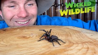 Worlds Most Venomous Spider The Sydney FunnelWeb [upl. by Eerised]