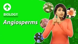 Angiosperms  Diversity In Living Organisms  Biology  Class 9 [upl. by Knox]