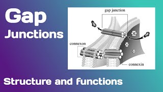 Gap junctions Structure and Functions [upl. by Galina]