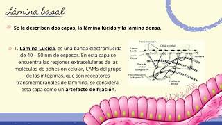 HistologiaMembrana basal Modificaciones basales [upl. by Irvine]