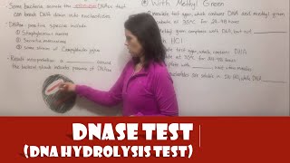 DNAse Test DNA Hydrolysis Test [upl. by Teyut803]