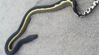 Venomous sea snake washes ashore [upl. by Benildas]