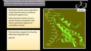 Class 12 BIOLOGY  Chapter Biotechnology Principles and Processes  CBSE [upl. by Rubia]