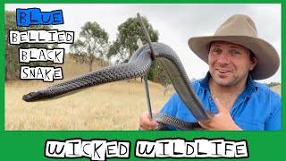 The Spotted Black Snake  Australias Most Venomous Black Snake [upl. by Irahs266]