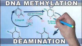 DNA Methylation [upl. by Eimia]