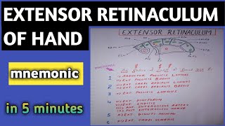 EXTENSOR RETINACULUM OF HAND WITH MNEMONIC [upl. by Uhej]