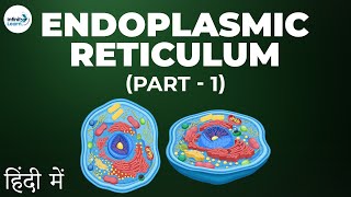 Cells  Lesson 08  Endoplasmic Reticulum  Part 1 in Hindi हिंदी में   Infinity Learn [upl. by Durer]