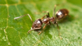 Argentine Ants  The Global Super Colony [upl. by Culhert]