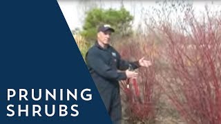 How to Prune a Shrub [upl. by Standing84]