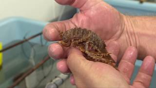 Giant Antarctic Woodlouse meets Bagpuss [upl. by Anairol964]