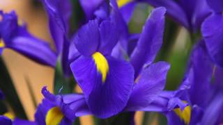 How to Plant and Grow Dutch Iris Bulbs [upl. by Henrik916]