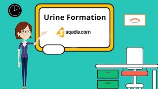 Urine Formation  Physiology Student Animation  Medical VLearning  sqadiacom [upl. by Estelle]