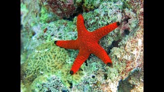 Facts The Sea Star Starfish [upl. by Ivel]