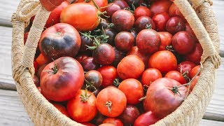 How to Freeze Tomatoes NO peeling [upl. by Ecnirp]