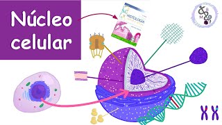 Núcleo Celular Componentes funciones  Histología Ross [upl. by Yarg]
