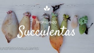 Como Propagar Suculentas por hoja paso a paso  How to propagate succulents step by step CC English [upl. by Yecart]