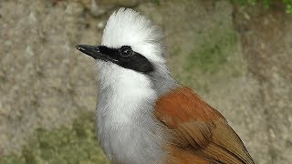 White Crested Laughingthrush Bird [upl. by Mylan]